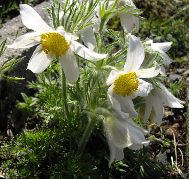 Pulsatilla vulgaris 'alba' photo